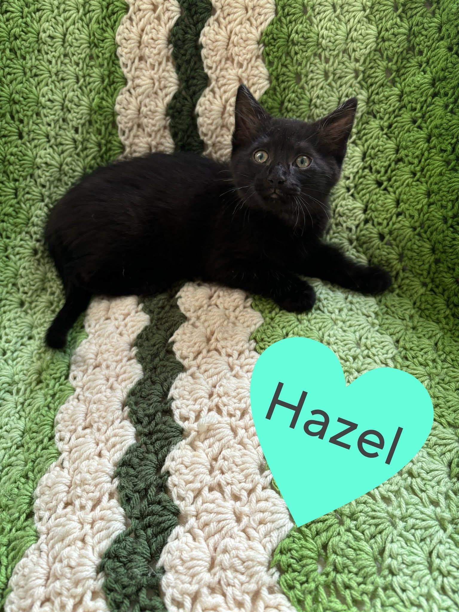 Hazel, an adopted Domestic Short Hair in Canton, OH image 1/2