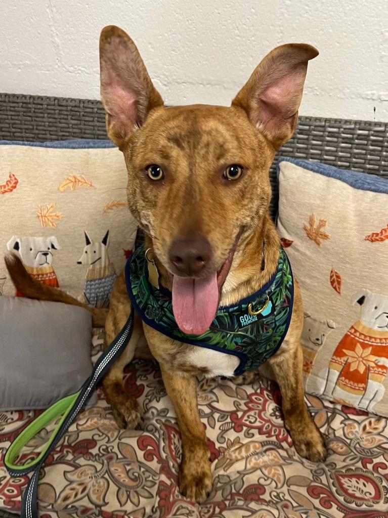 Enlarge Atticus, a Adoptable mixed breed in Ellijay, GA image 1/3