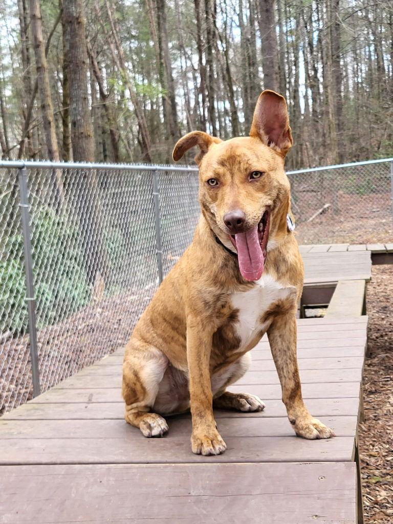 Enlarge Atticus, a Adoptable mixed breed in Ellijay, GA image 2/3