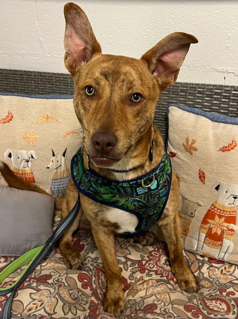 Atticus, Adoptable, Young Male Hound & Terrier.