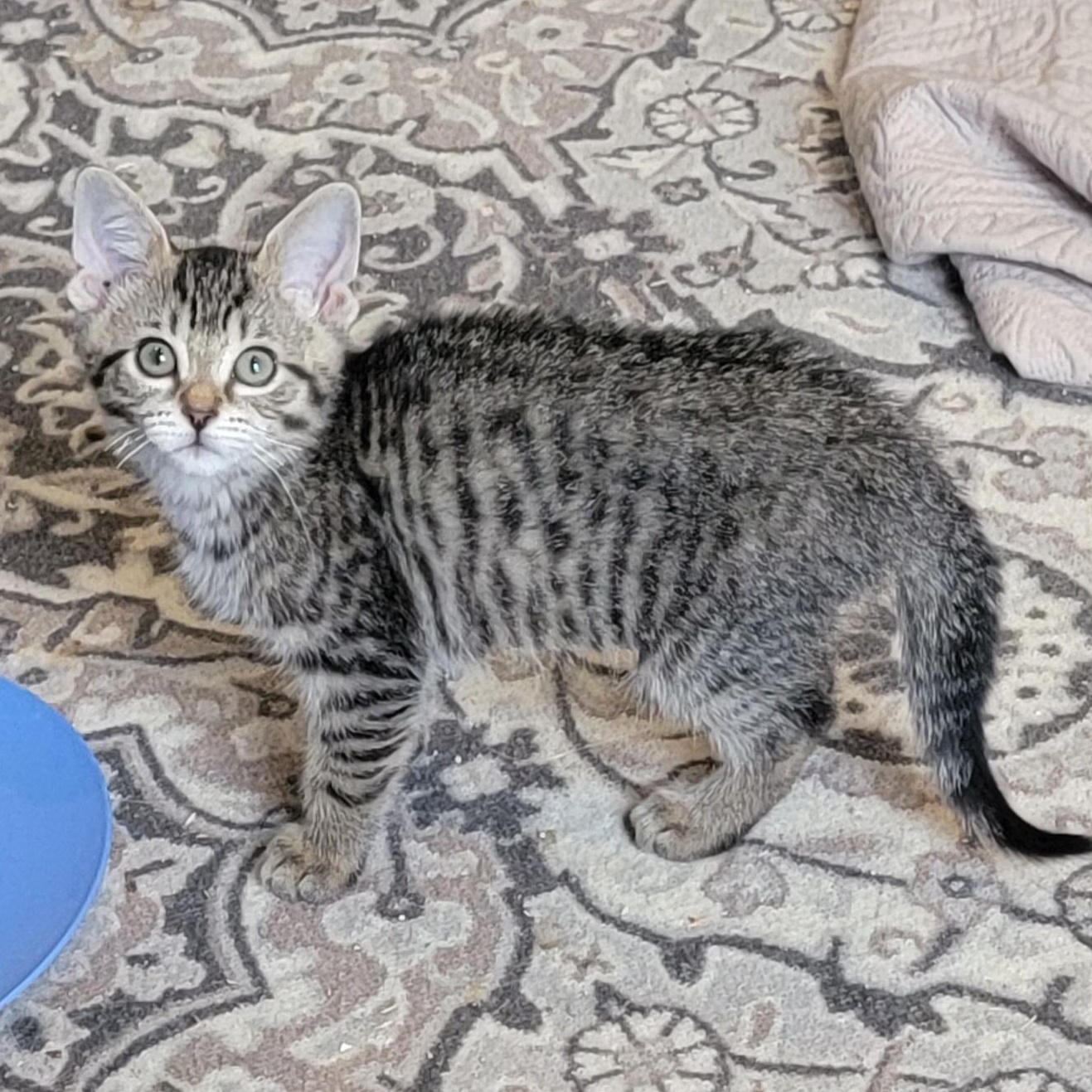 Enlarge Jackie, a Adoptable Domestic Short Hair in Wyandotte, MI image 2/4