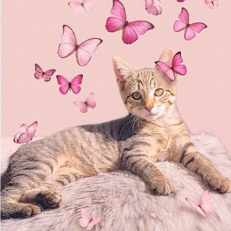 Jackie, Adoptable, Kitten Female Domestic Short Hair.