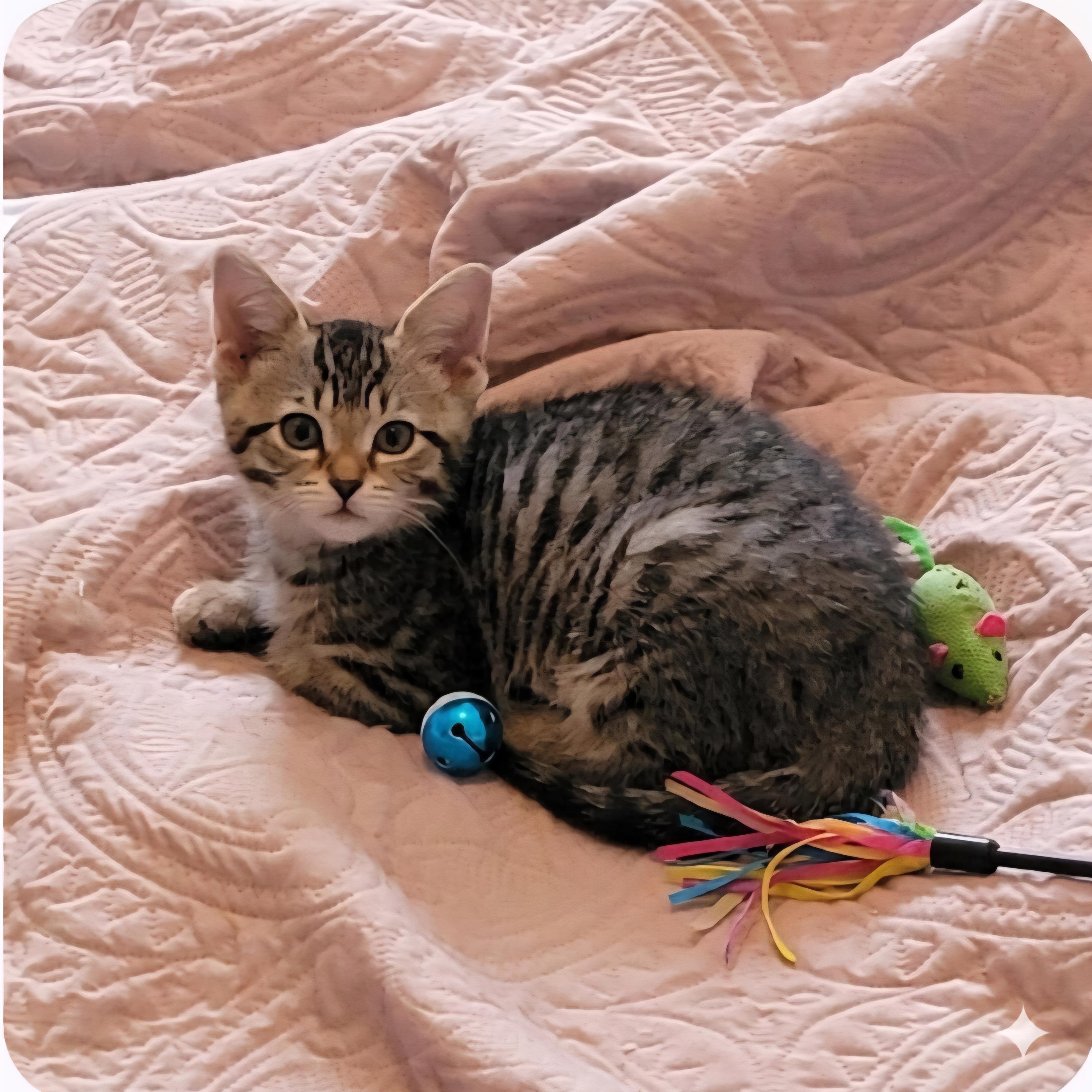 Enlarge Jackie, a Adoptable Domestic Short Hair in Wyandotte, MI image 3/4