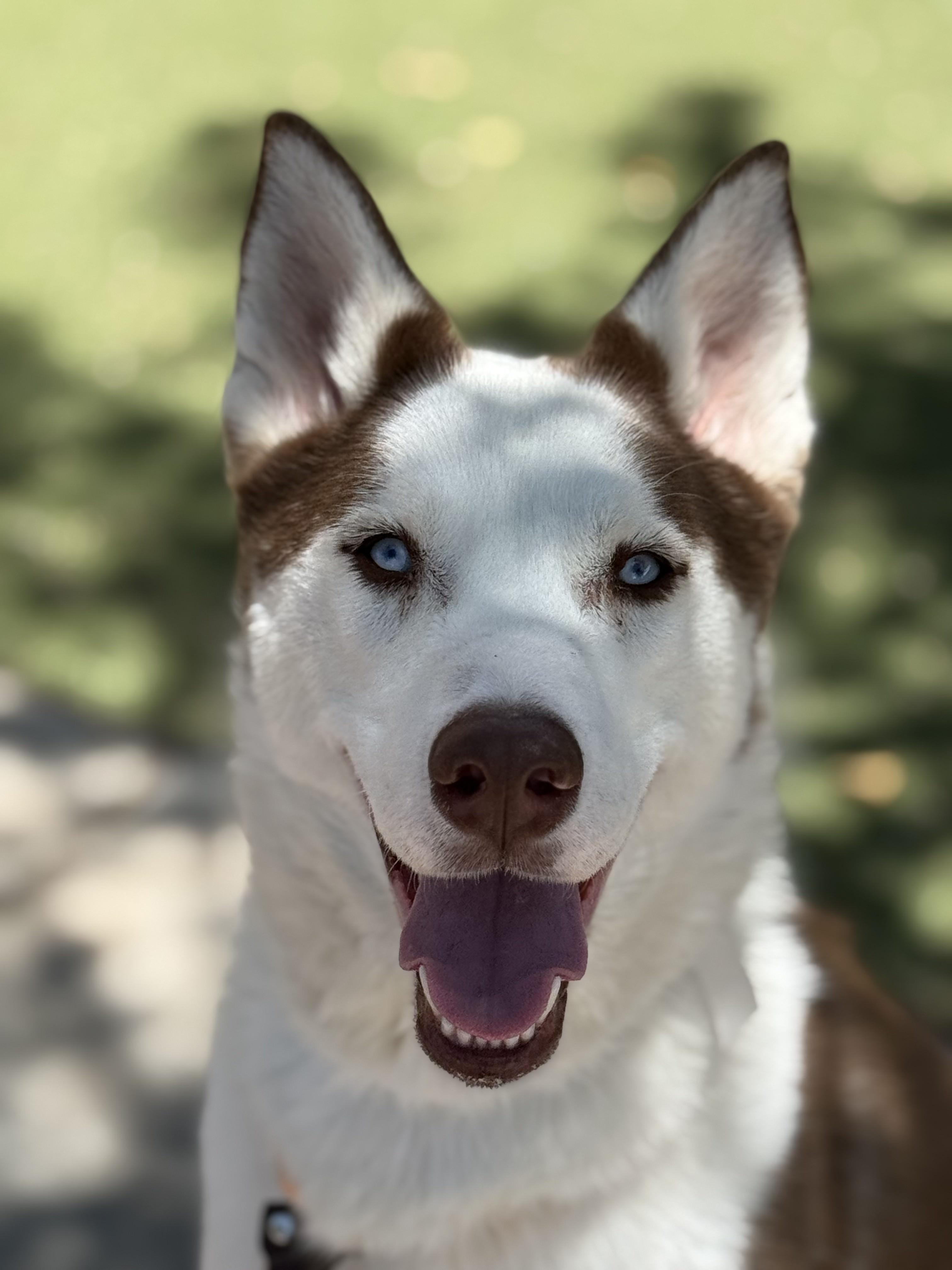 Chase, ADOPTABLE, Young Male Siberian Husky & Husky.