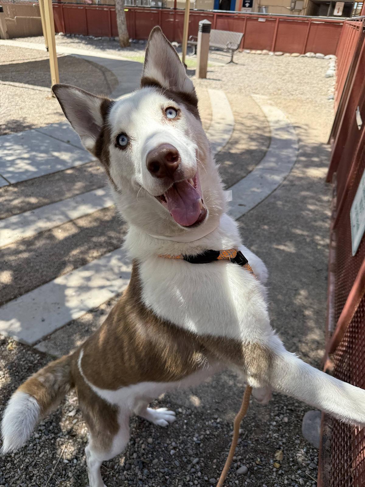 Enlarge Chase, a ADOPTABLE mixed breed in Scottsdale, AZ image 6/6