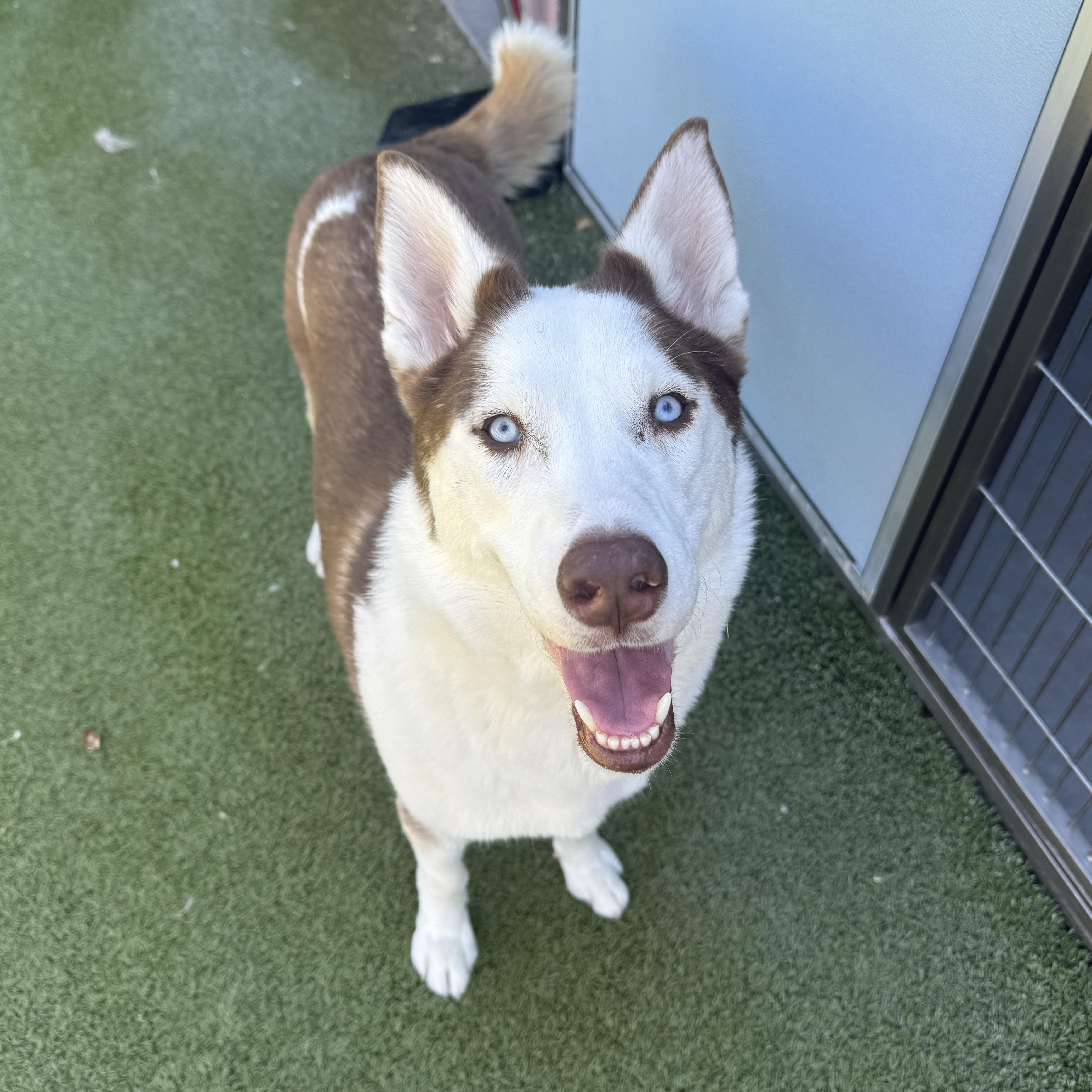 Enlarge Chase, a ADOPTABLE mixed breed in Scottsdale, AZ image 2/6