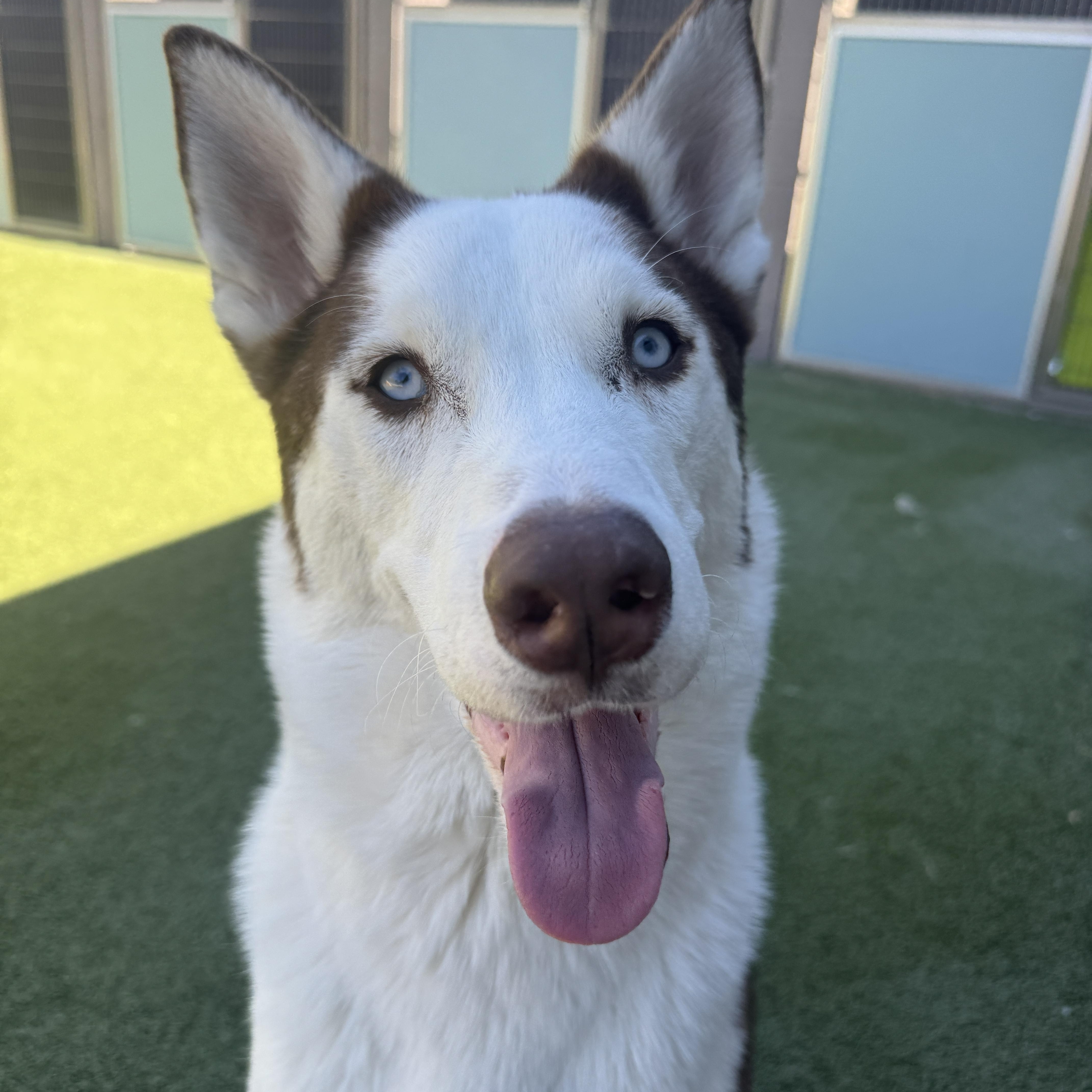 Enlarge Chase, a ADOPTABLE mixed breed in Scottsdale, AZ image 3/6