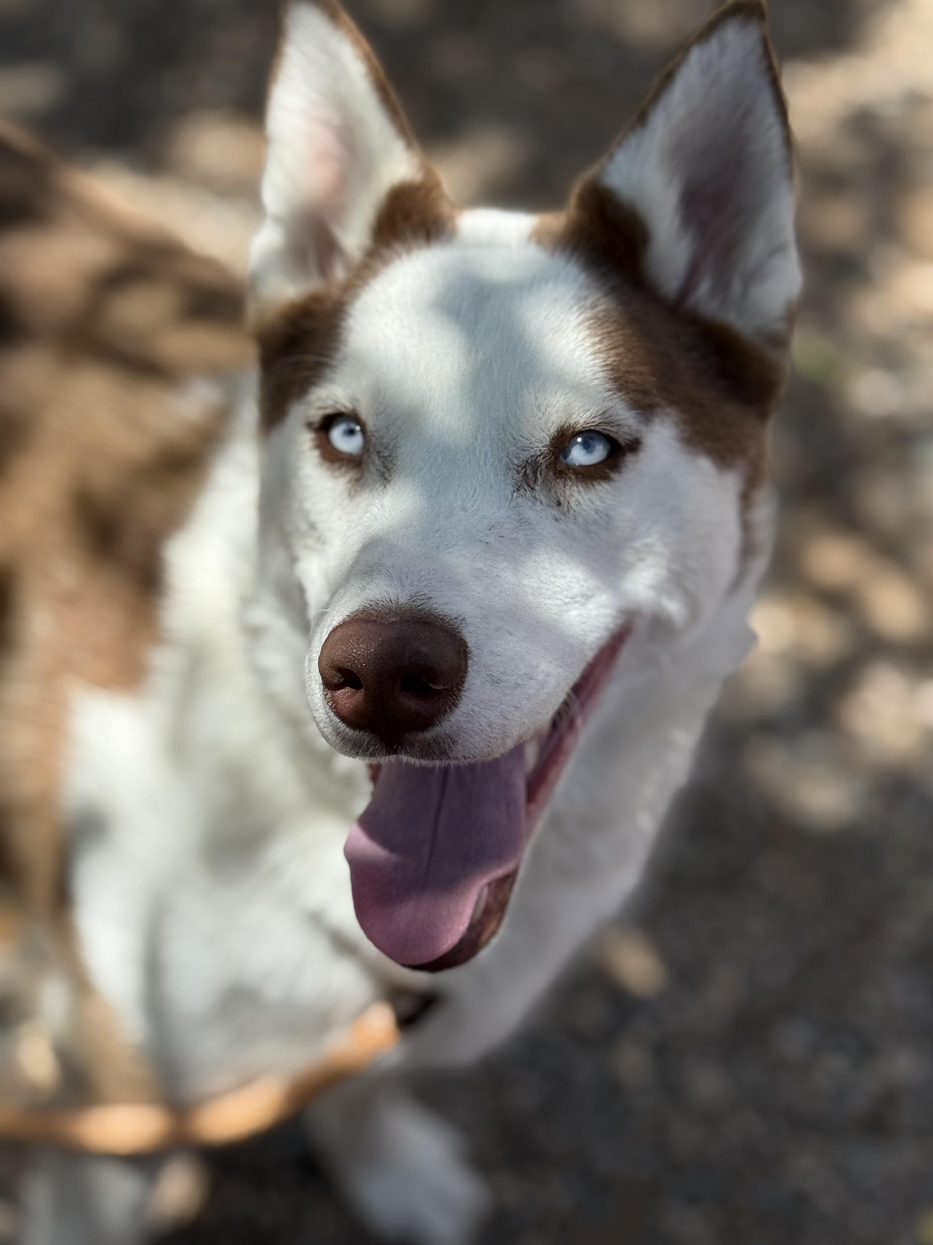 Enlarge Chase, a ADOPTABLE mixed breed in Scottsdale, AZ image 5/6