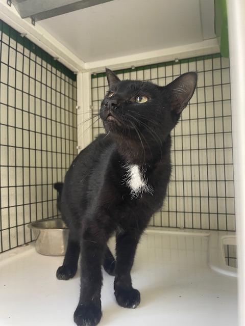 Enlarge Ivey, a Adoptable mixed breed in Fort Worth, TX image 1/2