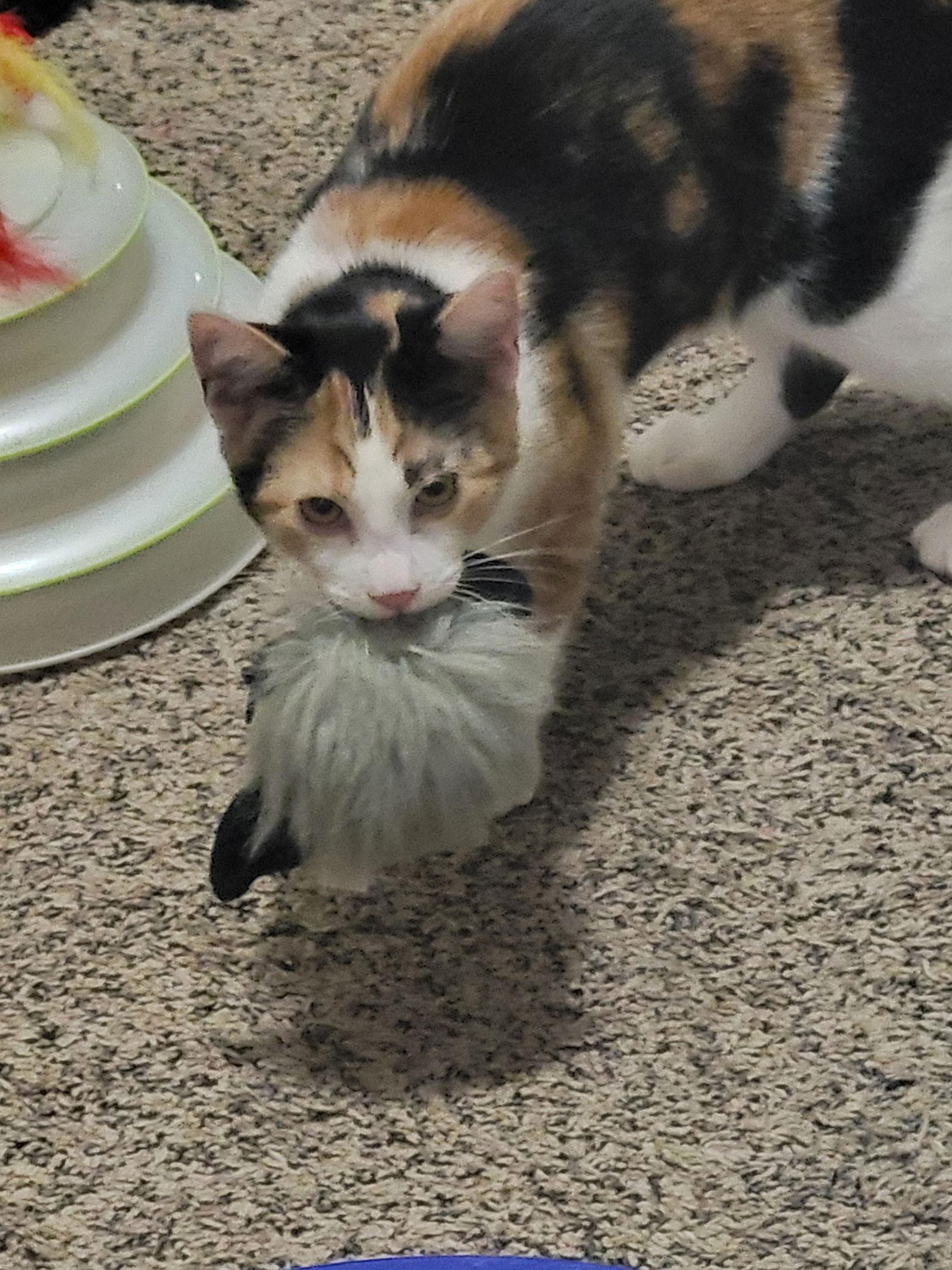 Peach, Adoptable, Young Female Domestic Short Hair.