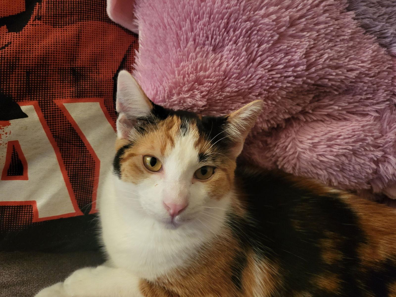 Peach, a Adoptable Domestic Short Hair in Burlington, WA image 2/3