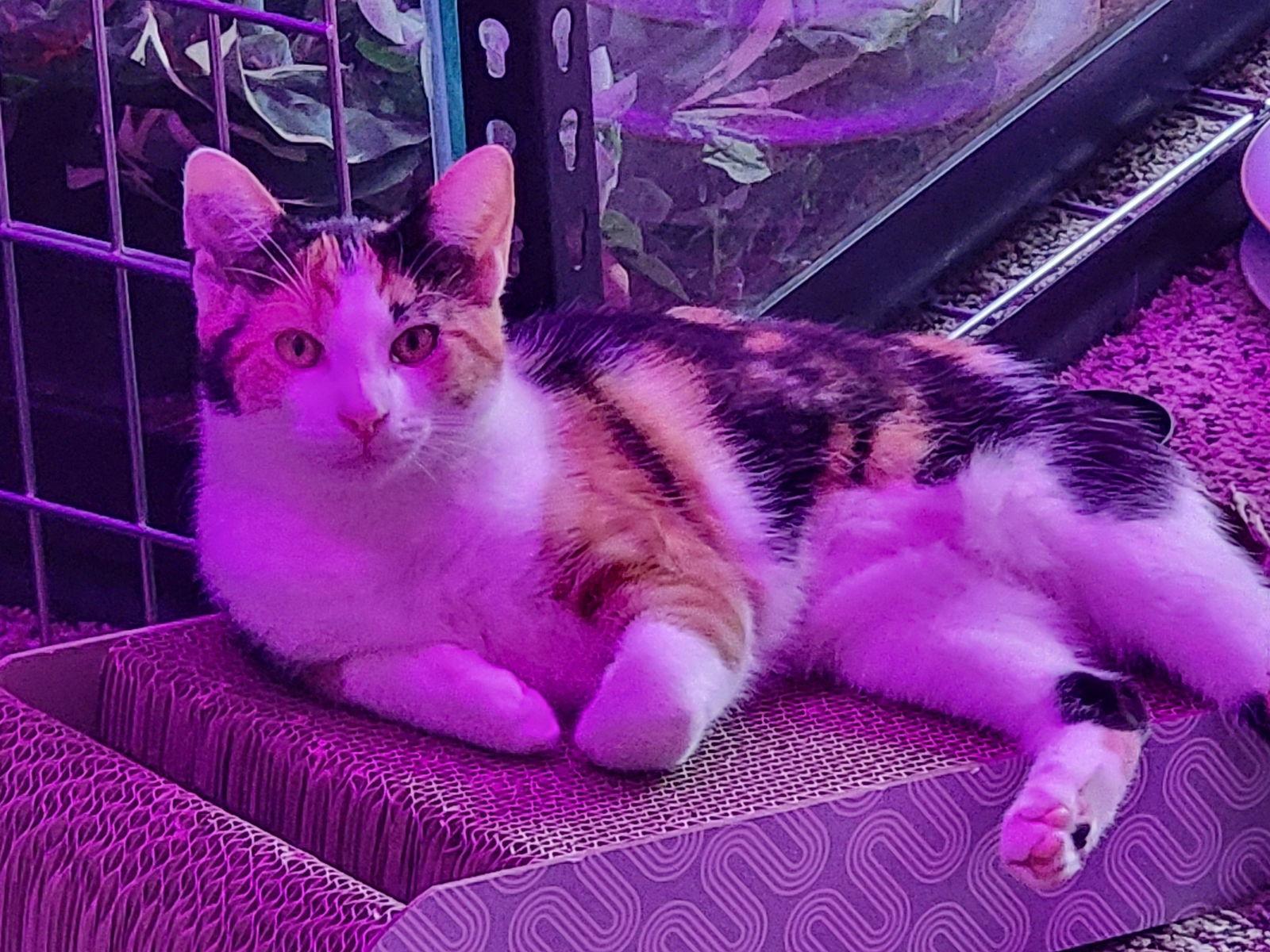 Peach, a Adoptable Domestic Short Hair in Burlington, WA image 3/3