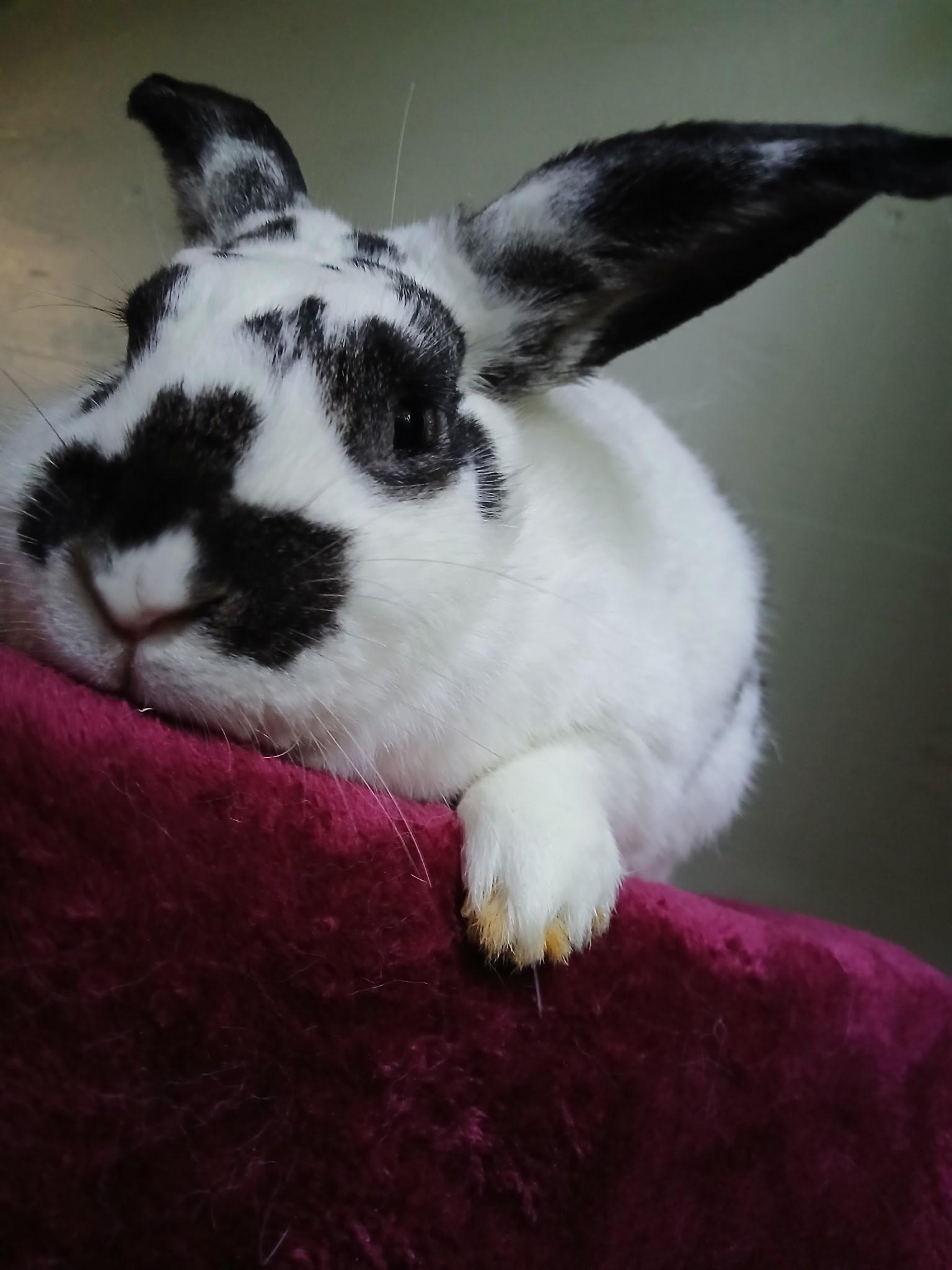 Pele, Adopted, Adult Female Bunny Rabbit.