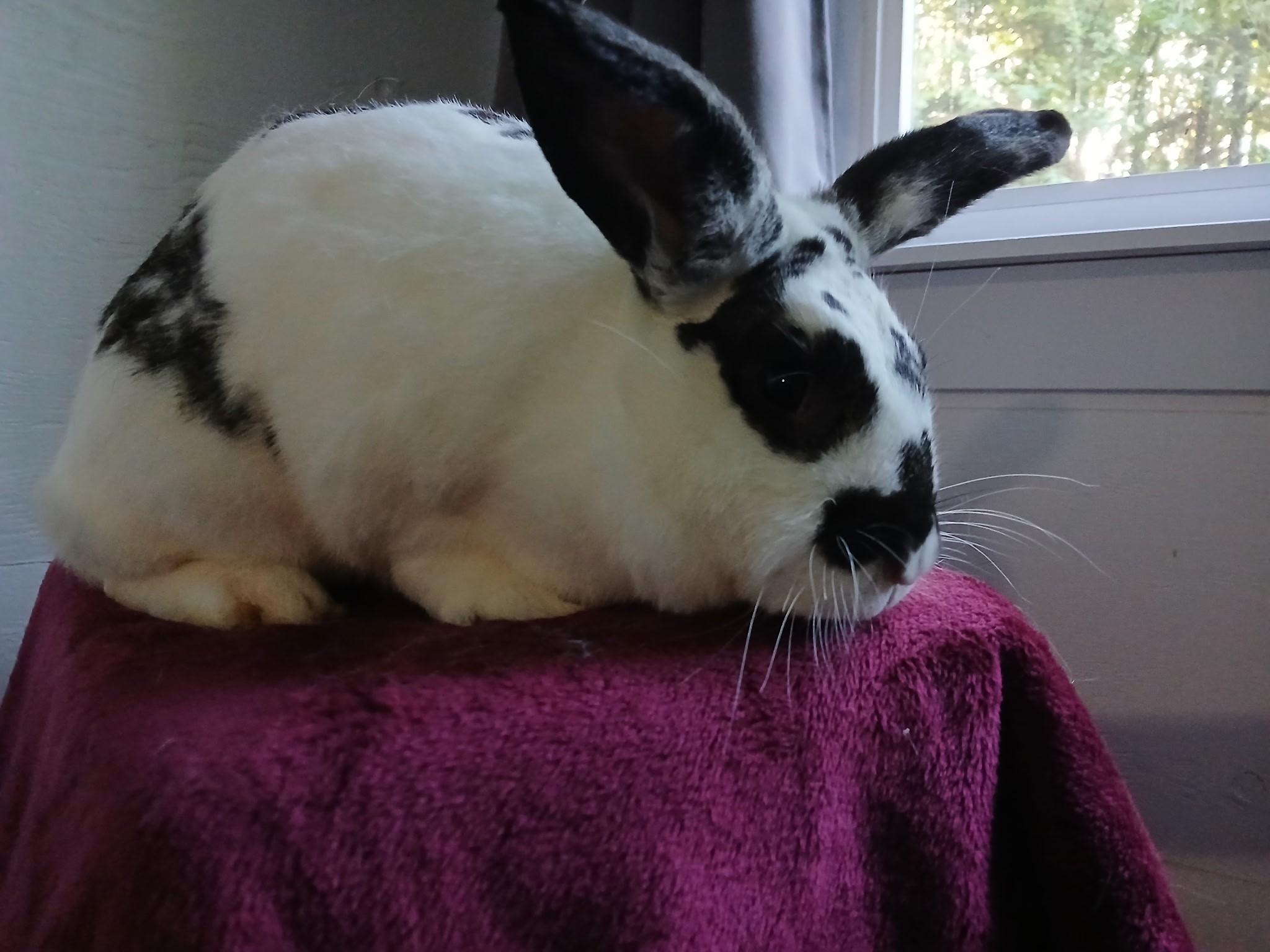 Pele, a Adopted Bunny Rabbit in Carnation, WA image 2/3