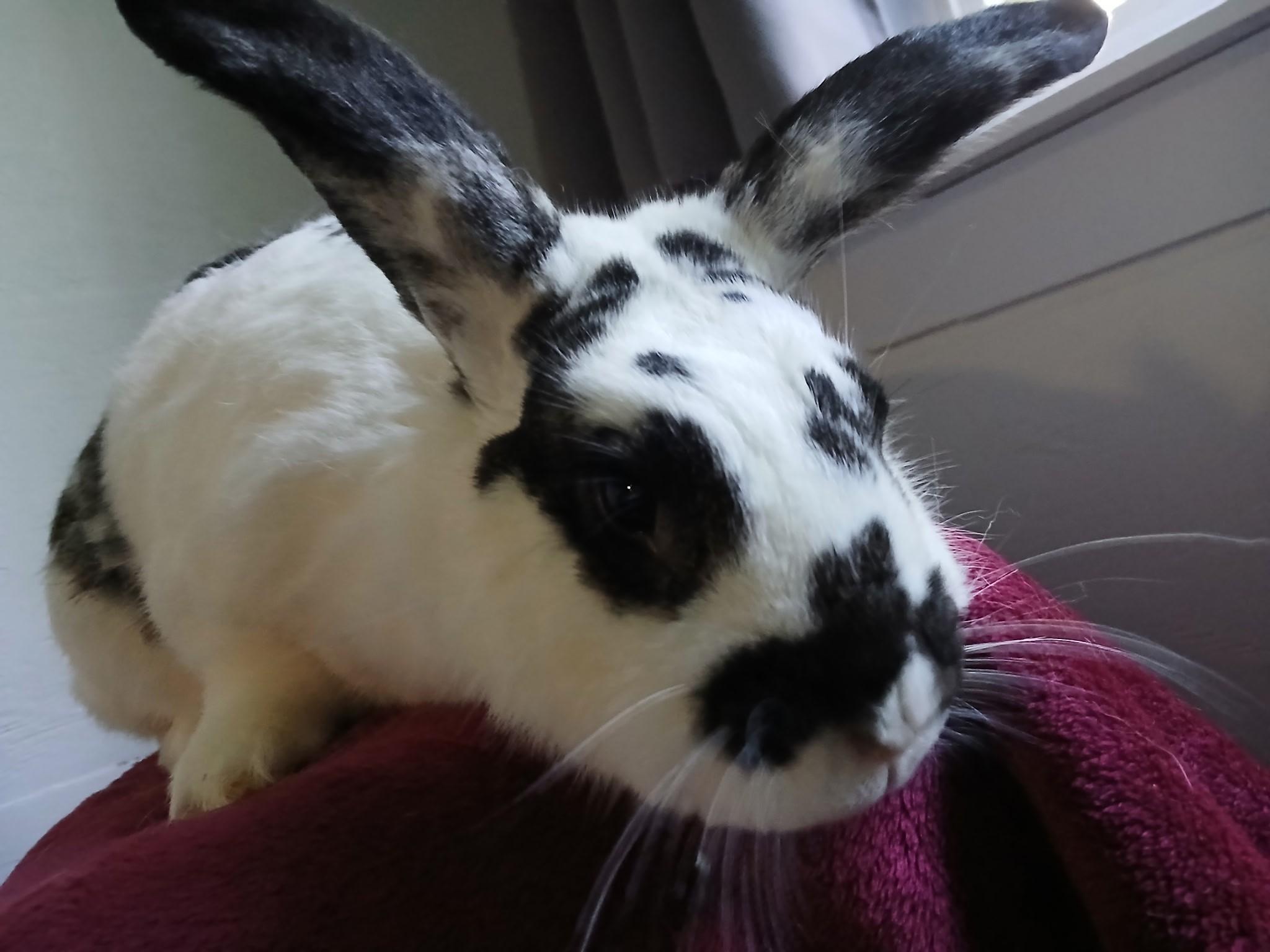 Pele, a Adopted Bunny Rabbit in Carnation, WA image 3/3