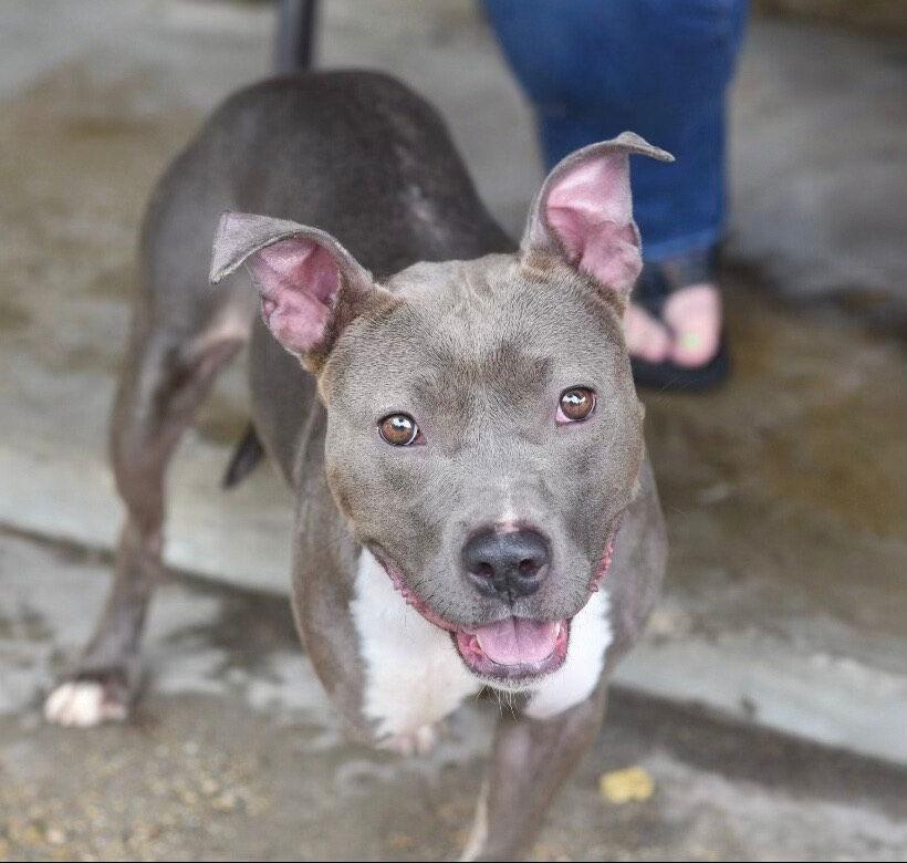 DIAMOND, Adoptable, Adult Female Terrier.