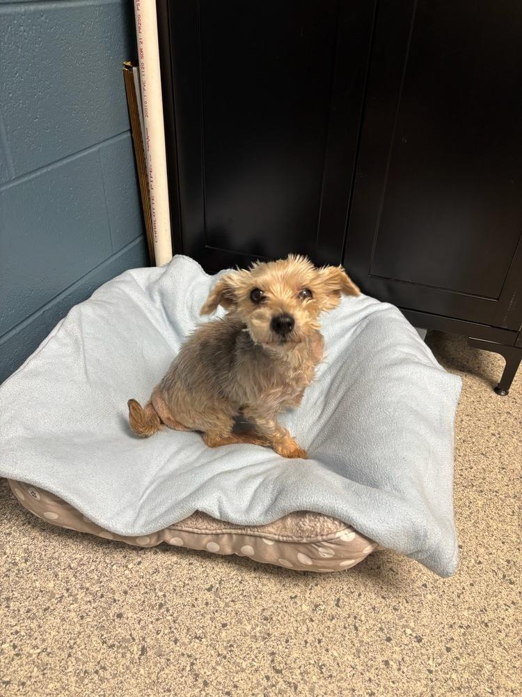 Santino, Adoptable, Senior Male Yorkshire Terrier.