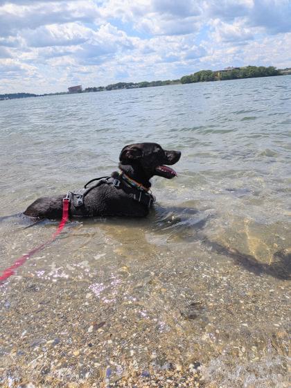 Enlarge Horace in Maine - Special Needs, Adult, a Adoptable Mixed Breed in Cumberland, ME image 3/3