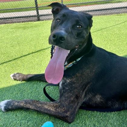 Enlarge Horace in Maine - Special Needs, Adult, a Adoptable Mixed Breed in Cumberland, ME image 1/3