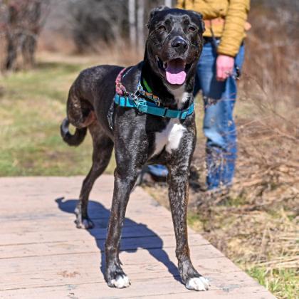 Enlarge Horace in Maine - Special Needs, Adult, a Adoptable Mixed Breed in Cumberland, ME image 2/3