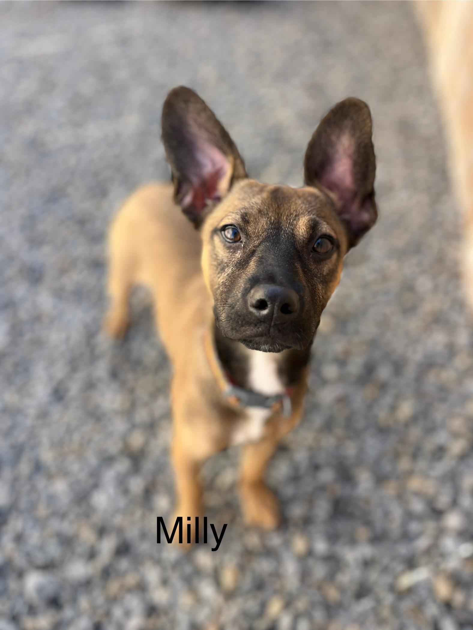 Milly , an adopted mixed breed in Poway, CA image 1/5