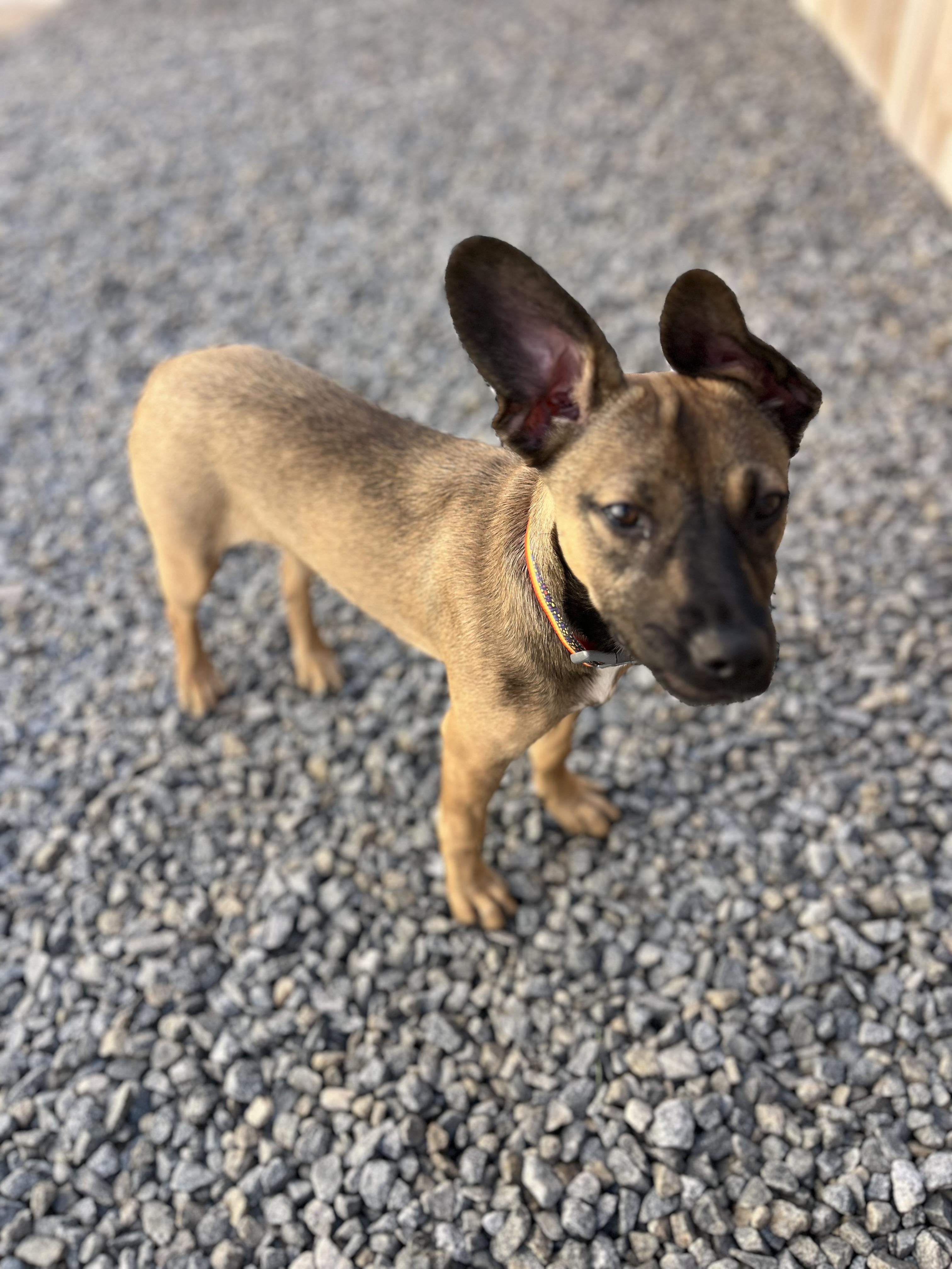 Milly , an adopted mixed breed in Poway, CA image 2/5