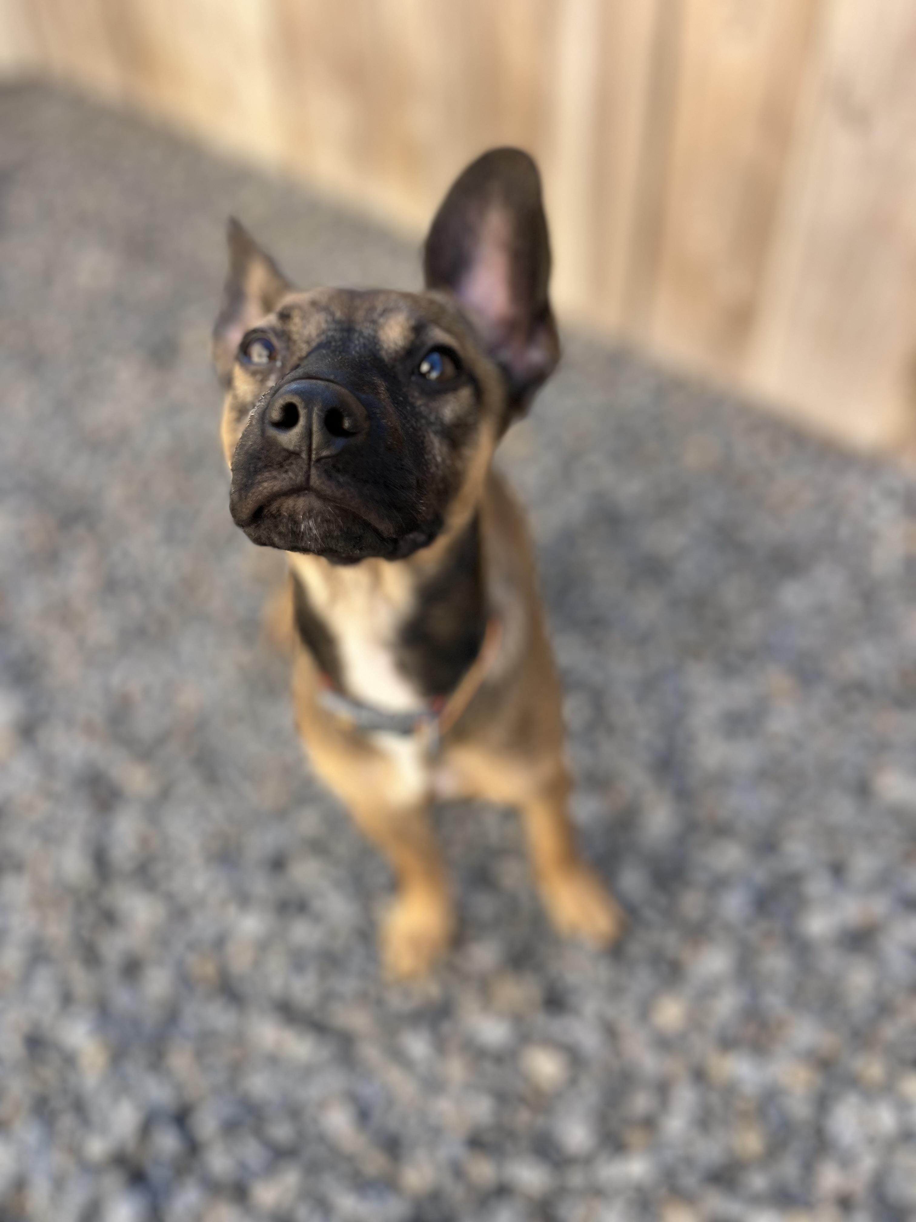 Milly , an adopted mixed breed in Poway, CA image 4/5