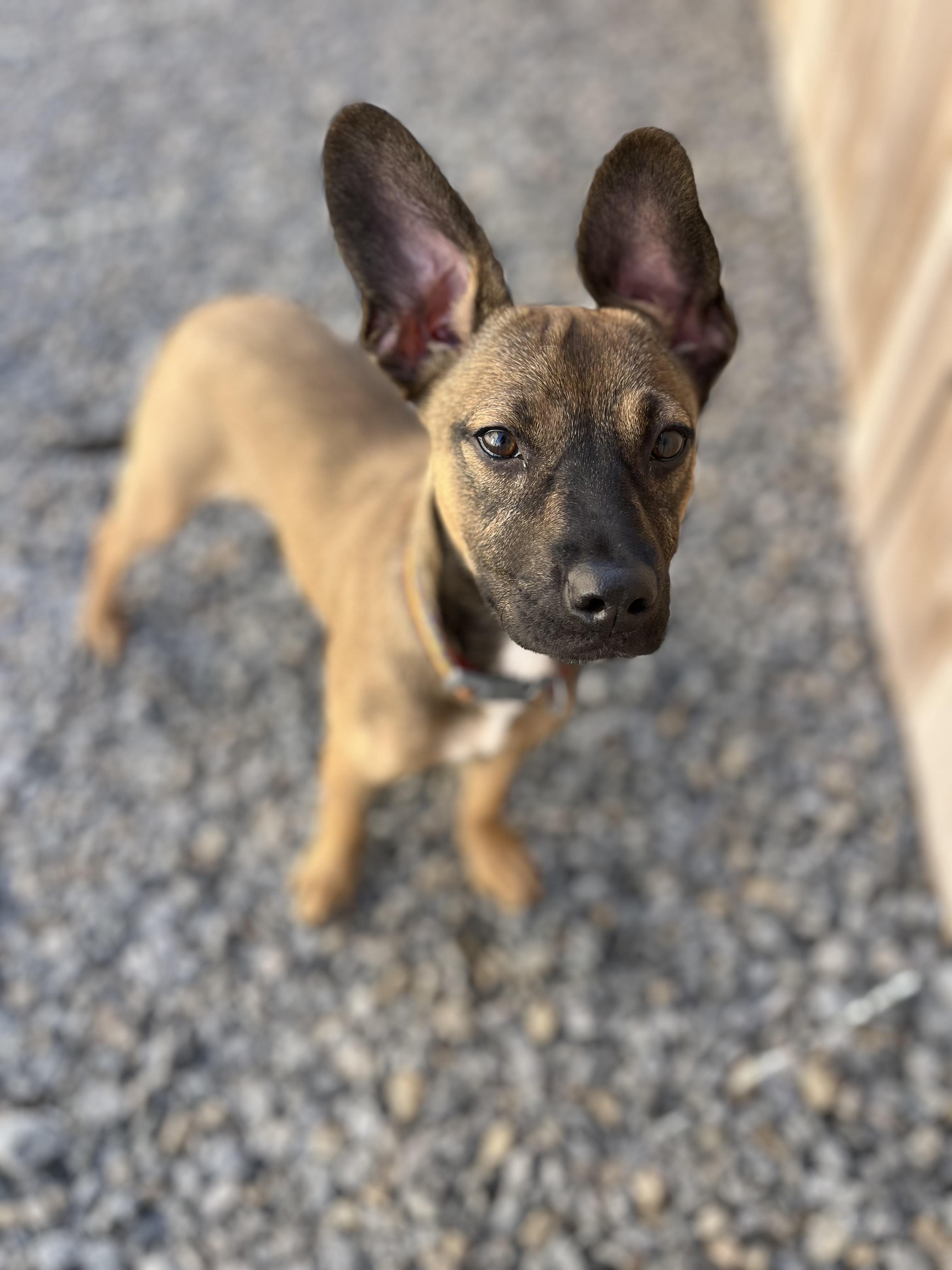 Milly , an adopted mixed breed in Poway, CA image 3/5