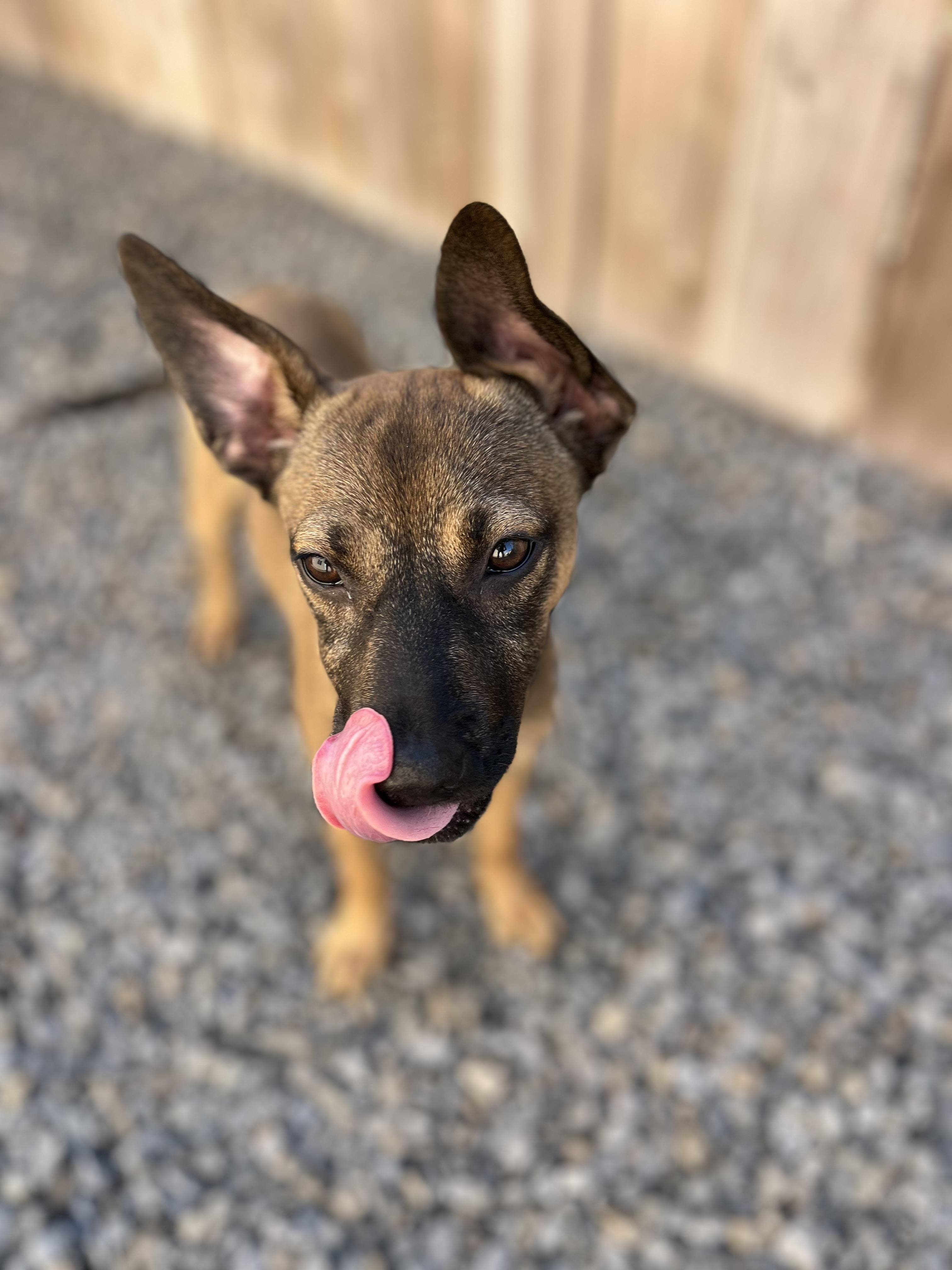 Milly , an adopted mixed breed in Poway, CA image 5/5