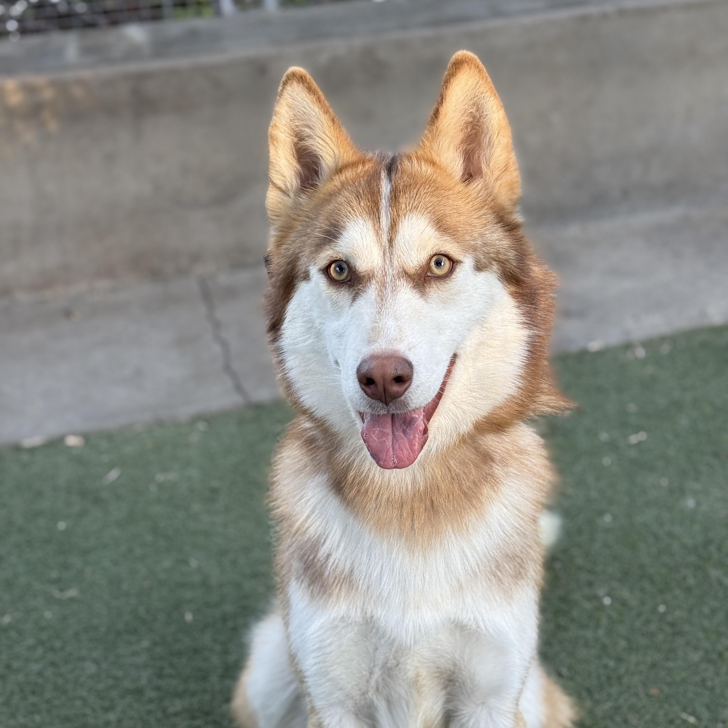 Cody / Urgent!