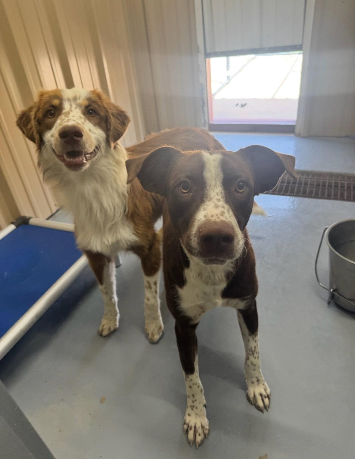 Comet - ADOPTION IN PROCESS, Adoptable, Young Male Australian Shepherd.