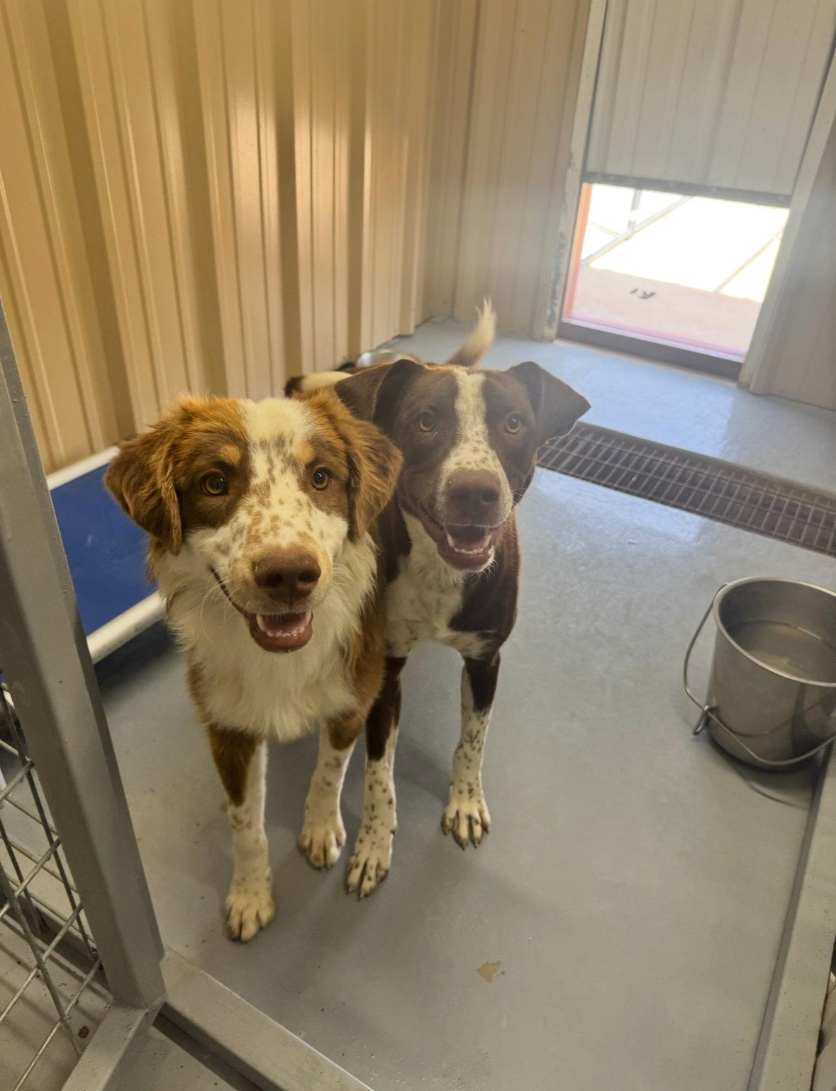 Enlarge Comet - ADOPTION IN PROCESS, a Adoptable Australian Shepherd in Grafton, WI image 2/3