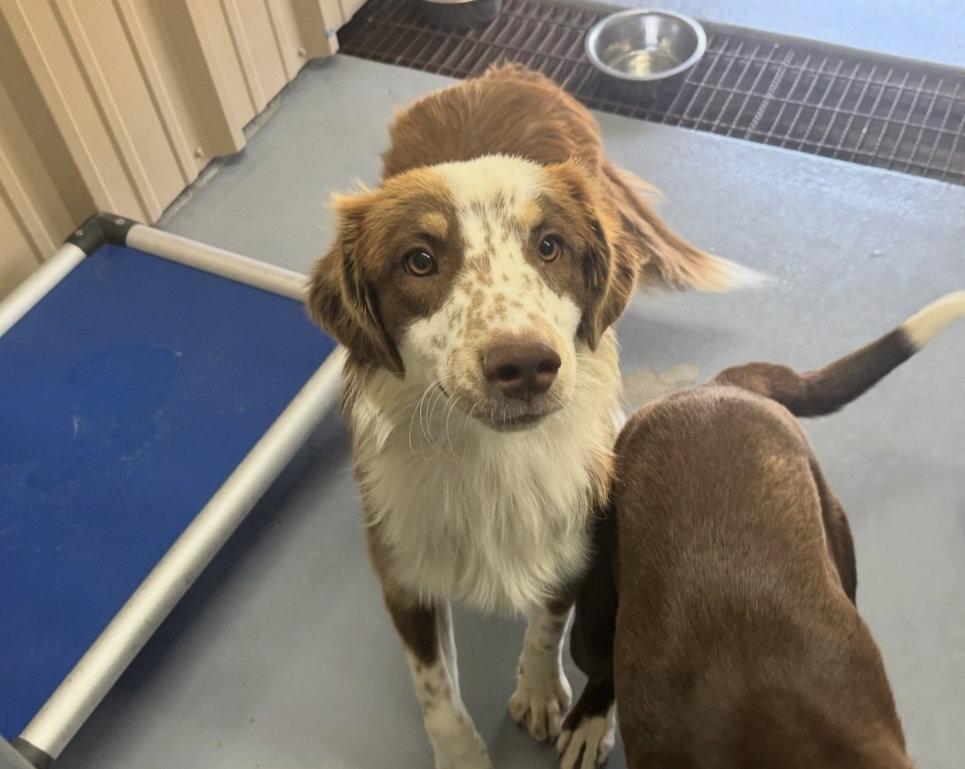 Enlarge Comet - ADOPTION IN PROCESS, a Adoptable Australian Shepherd in Grafton, WI image 3/3