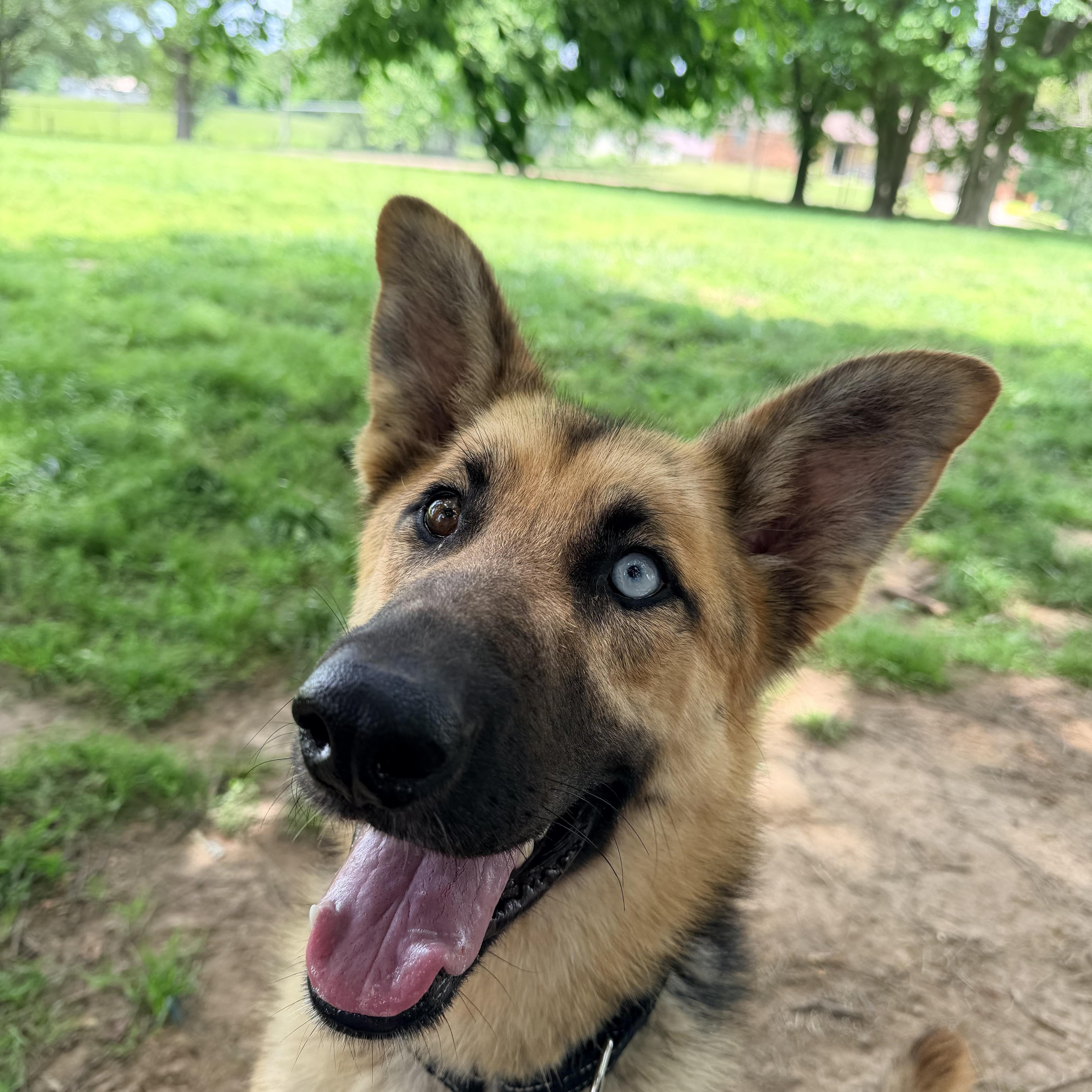 Mira, an adoptable mixed breed in Jefferson City, MO image 6/6