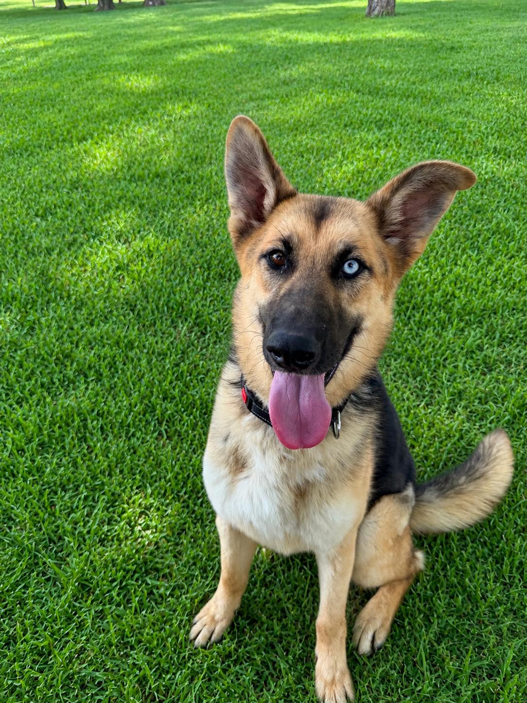 Mira, adoptable, Puppy Female German Shepherd Dog.