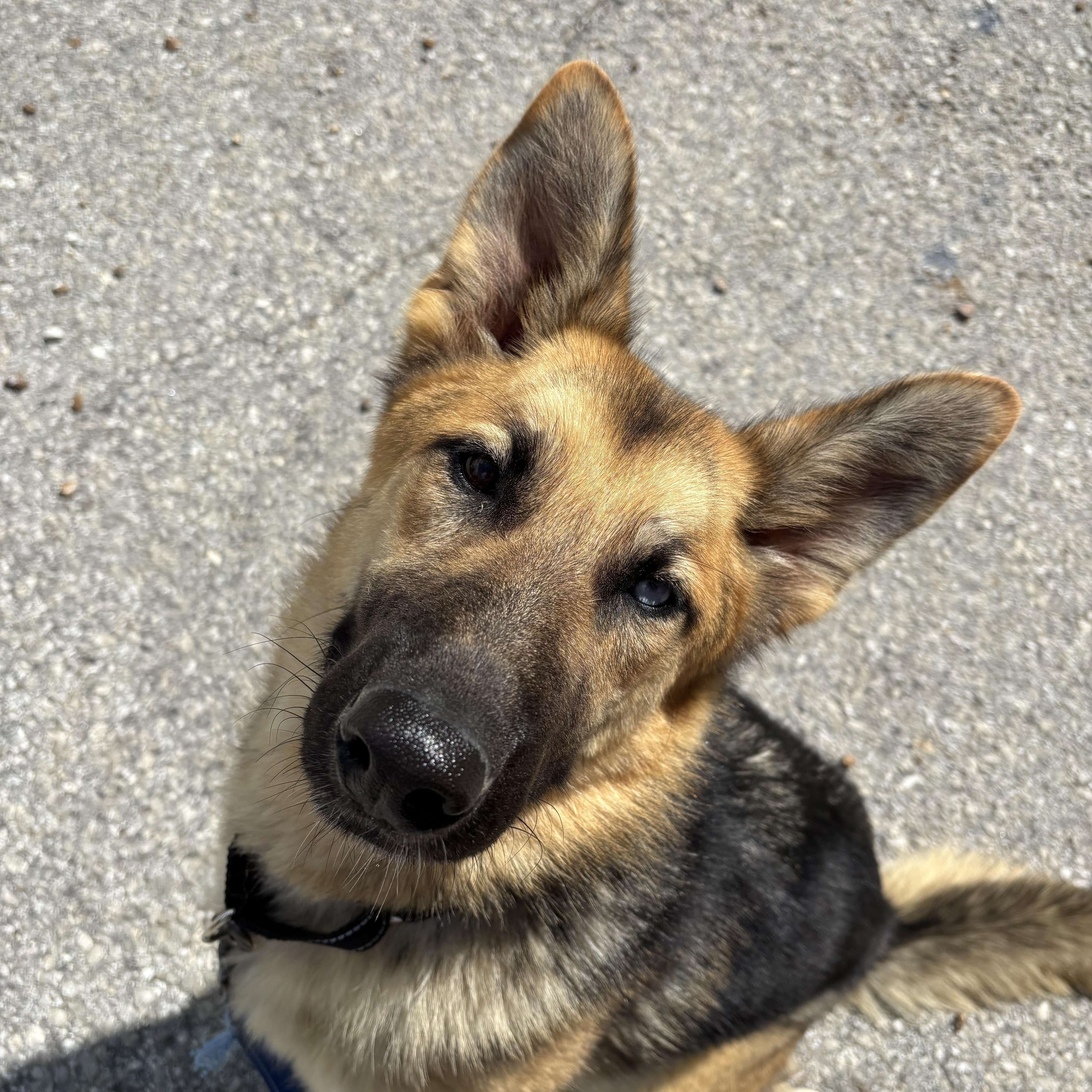 Mira, an adoptable mixed breed in Jefferson City, MO image 5/6