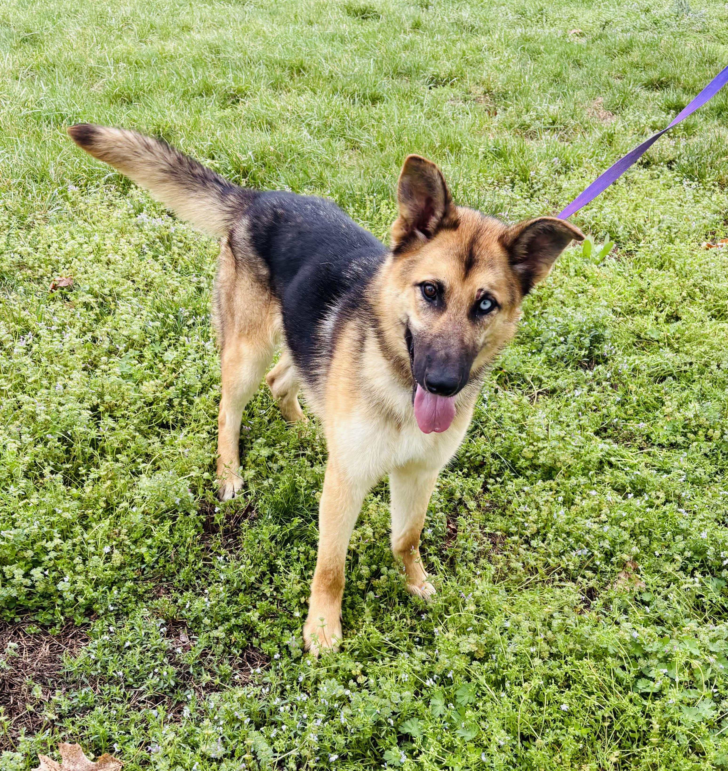 Enlarge Mira, an adoptable mixed breed in Jefferson City, MO image 3/5
