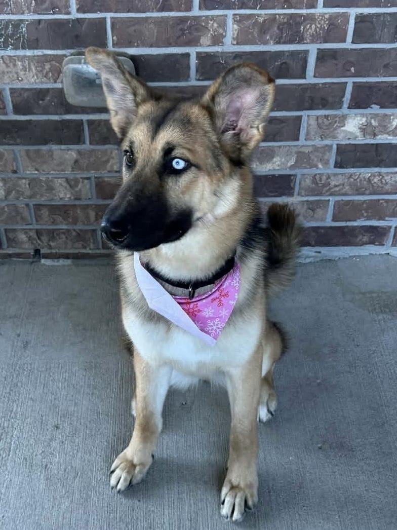 Enlarge Mira-Coming soon, a ADOPTABLE mixed breed in Jefferson City, MO image 2/2