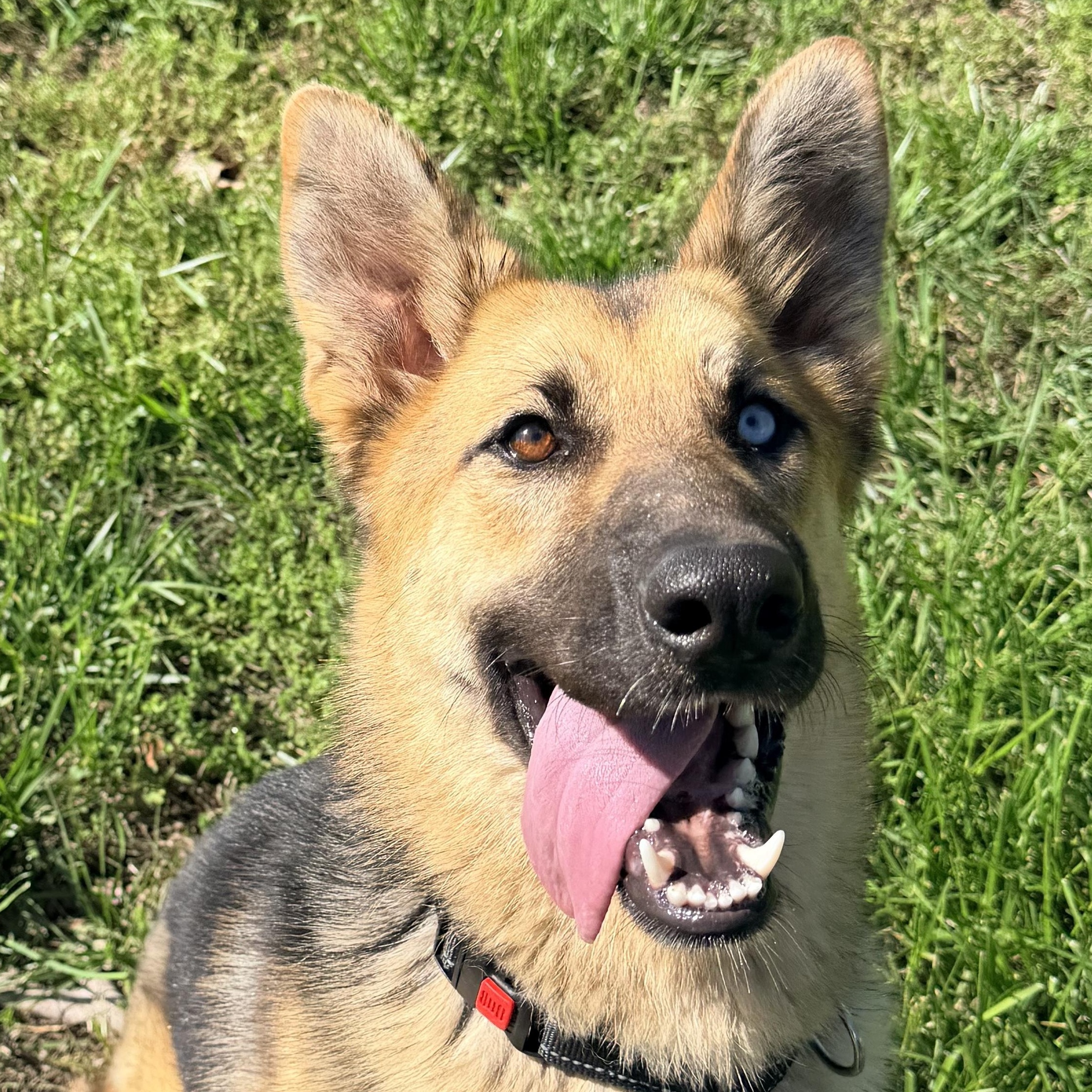 Enlarge Mira, an adoptable mixed breed in Jefferson City, MO image 1/5