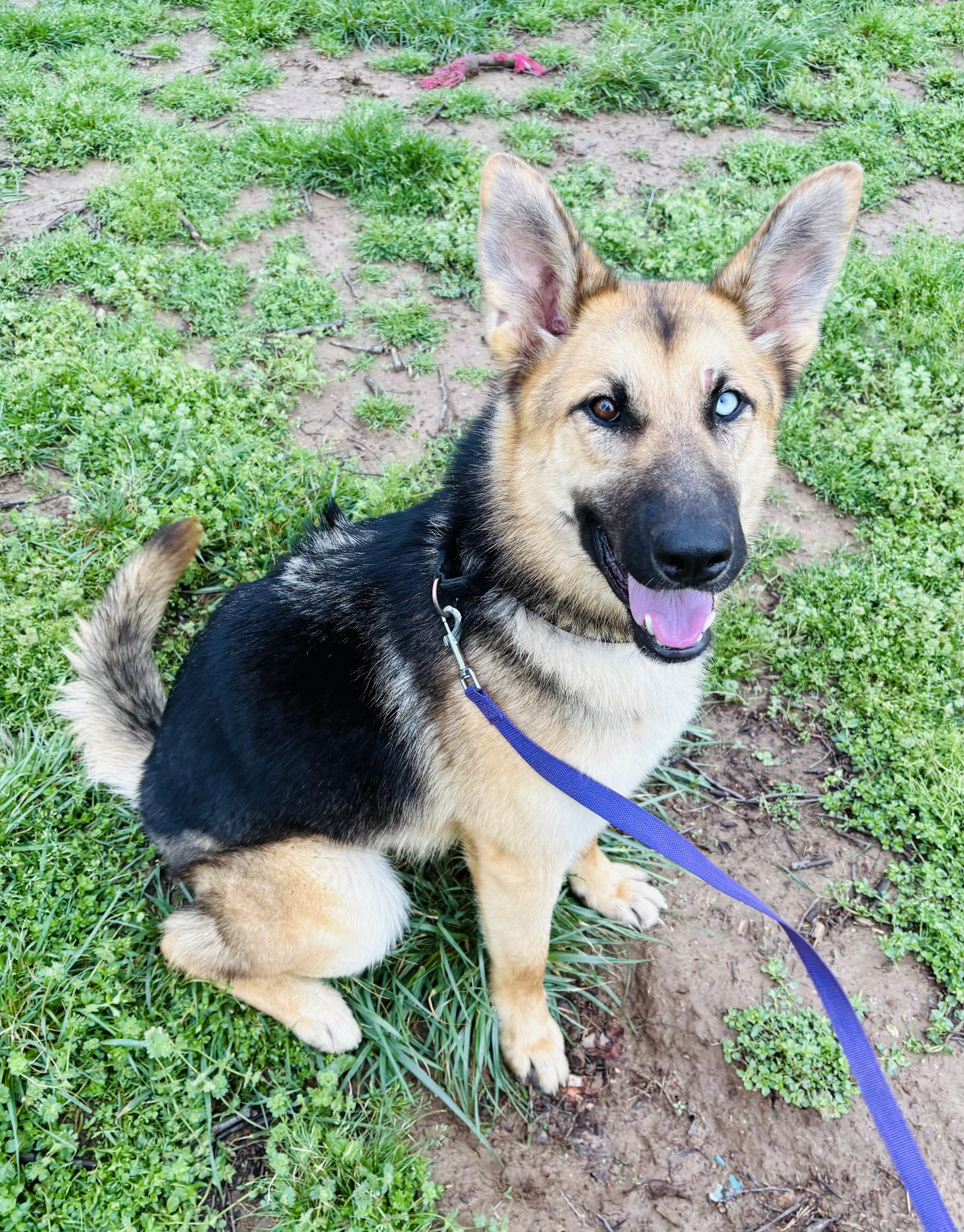 Enlarge Mira, an adoptable mixed breed in Jefferson City, MO image 2/5