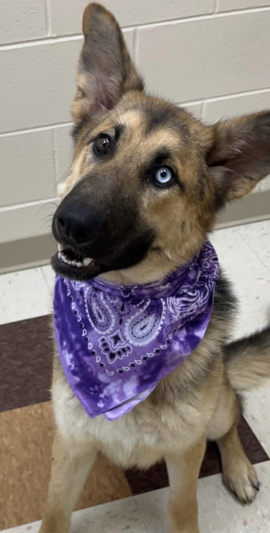 Enlarge Mira-Coming soon, a ADOPTABLE mixed breed in Jefferson City, MO image 1/2