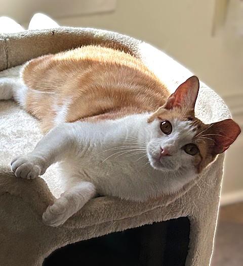 Chessy -Golden-Eyed Beauty, an adopted Domestic Short Hair in Lemoyne, PA image 5/6
