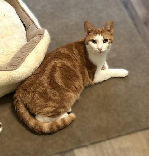 Chessy -Golden-Eyed Beauty, an adopted Domestic Short Hair in Lemoyne, PA image 3/6