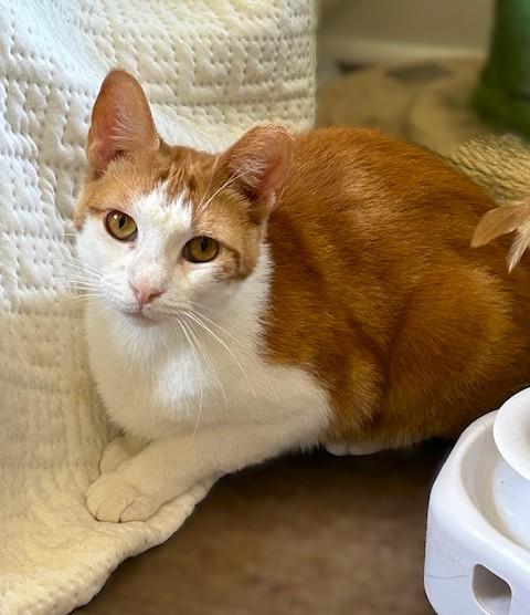 Chessy -Golden-Eyed Beauty, an adopted Domestic Short Hair in Lemoyne, PA image 4/6