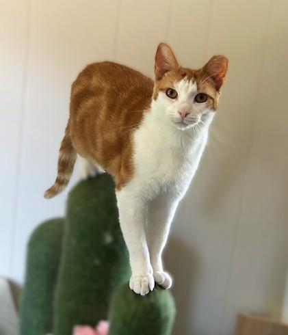 Chessy -Golden-Eyed Beauty, an adopted Domestic Short Hair in Lemoyne, PA image 2/6