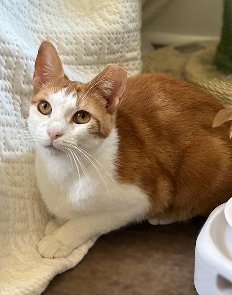 Chessy -Golden-Eyed Beauty, adopted, Adult Female Domestic Short Hair.