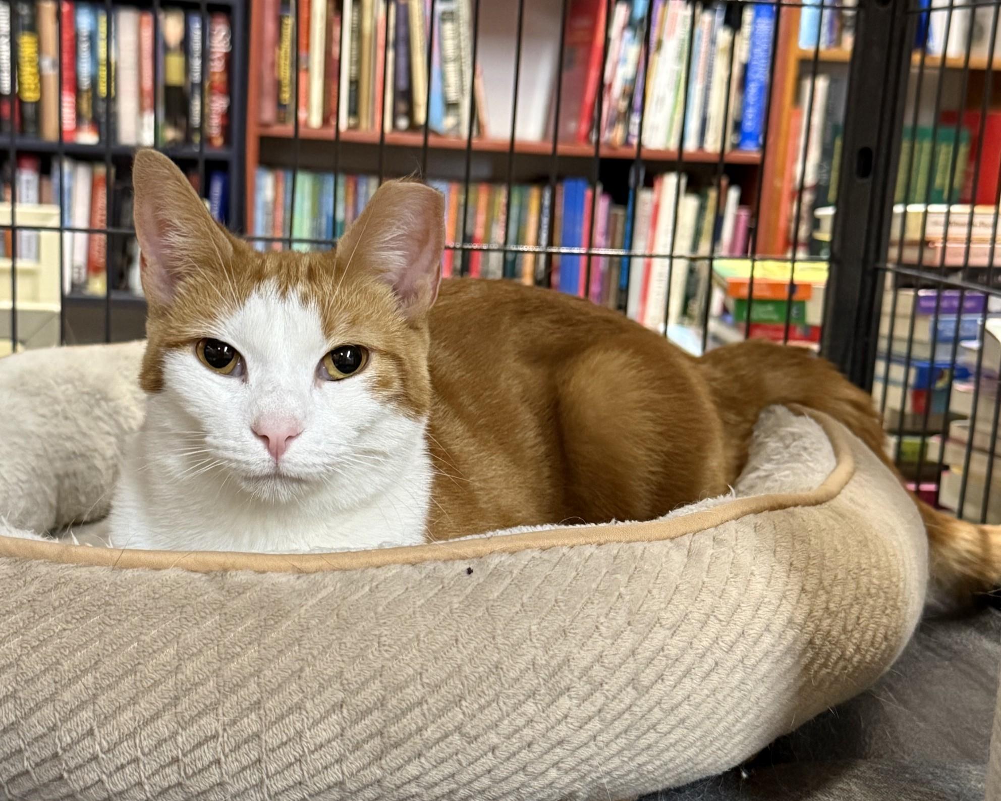 Chessy -Golden-Eyed Beauty, an adopted Domestic Short Hair in Lemoyne, PA image 6/6