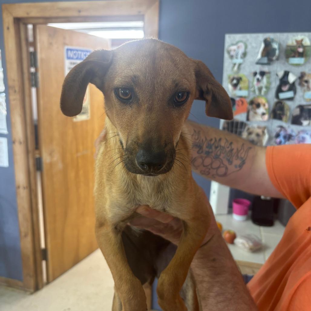 Zig, Adoptable, Young Female Mixed Breed.