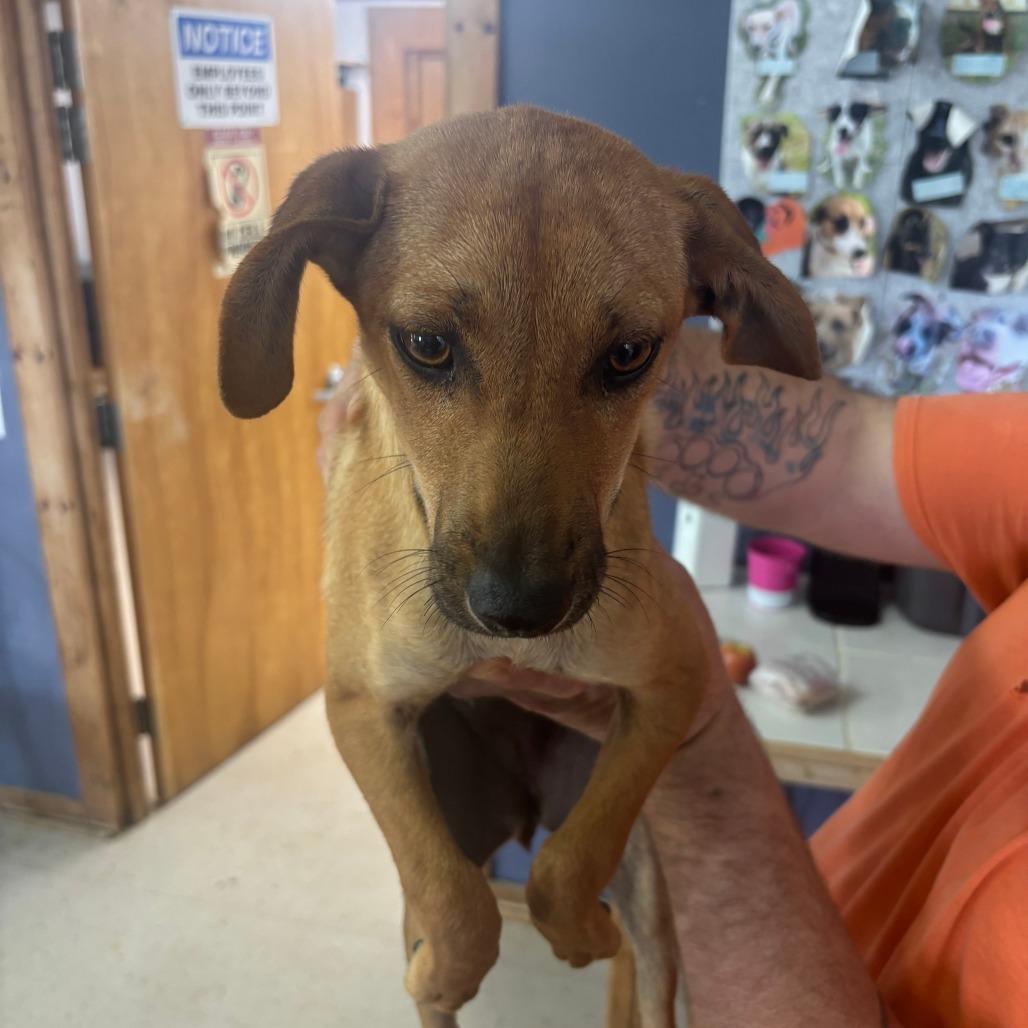 Enlarge Zig, a Adoptable Mixed Breed in Sylvania, GA image 2/2