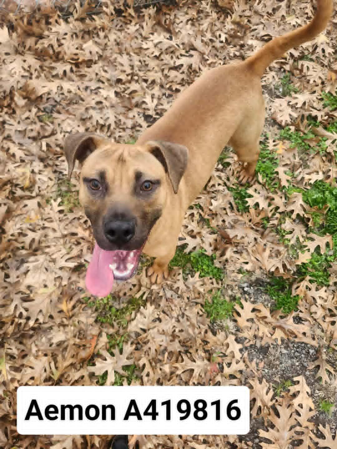 AEMON, Adoptable, Young Male Boxer & Mixed Breed.